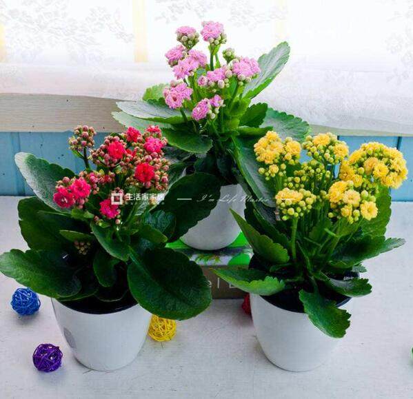 長壽花適合在室內(nèi)養(yǎng)嗎 長壽花在室內(nèi)養(yǎng)有毒嗎