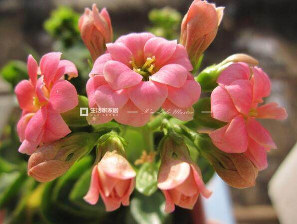 長壽花適合在室內(nèi)養(yǎng)嗎 長壽花在室內(nèi)養(yǎng)有毒嗎