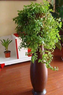 健明迪,植物