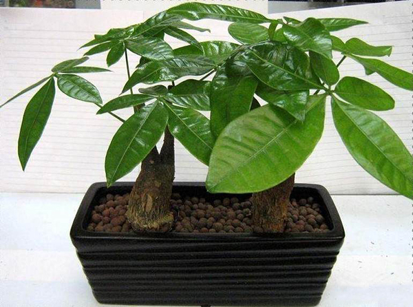家居植物风水 选对植物旺家居