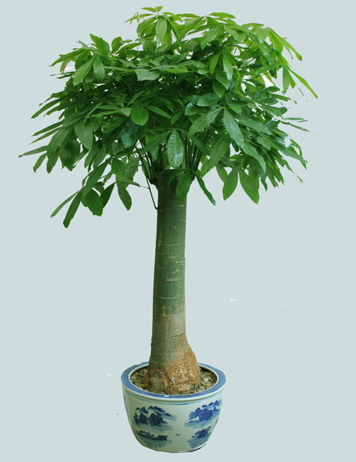 6种植物摆客厅财运挡都挡不住！