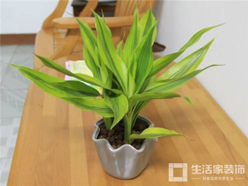 富贵竹