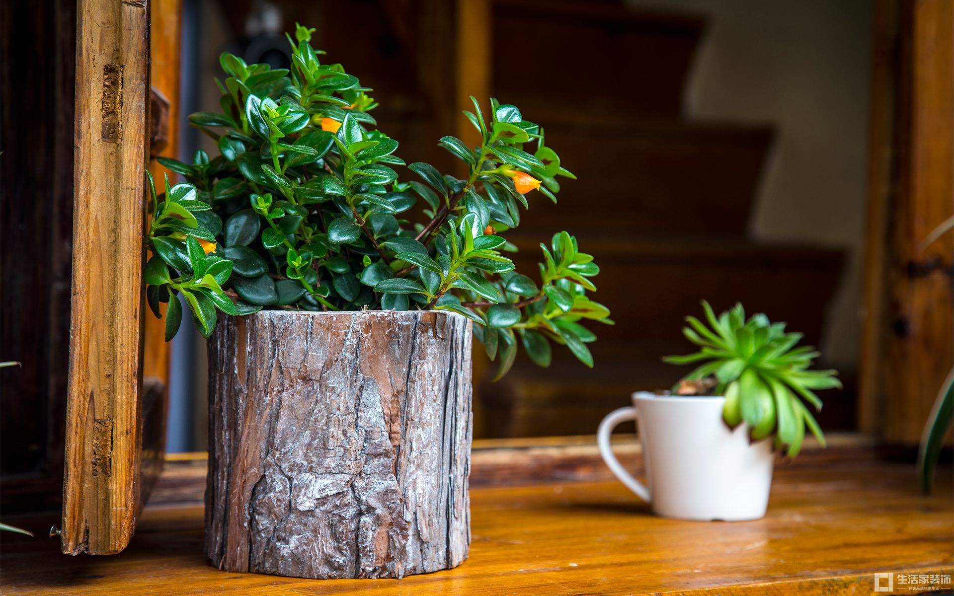 种植盆栽