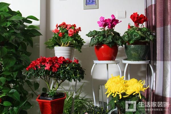 旺宅风水 植物