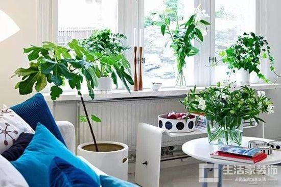 房屋盆栽植物擺放的風水學問