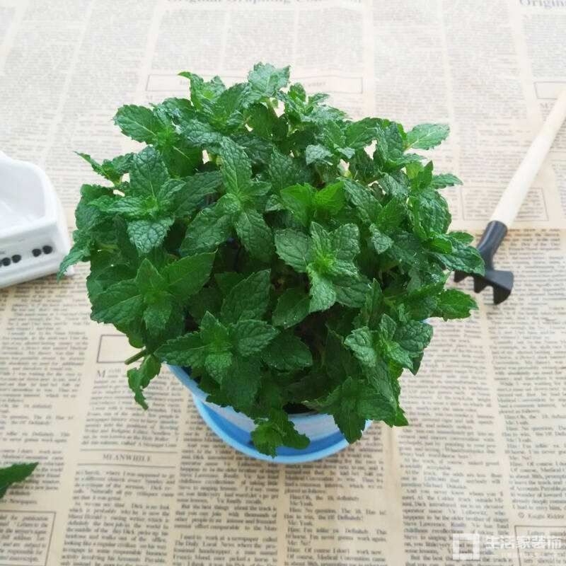薄荷草