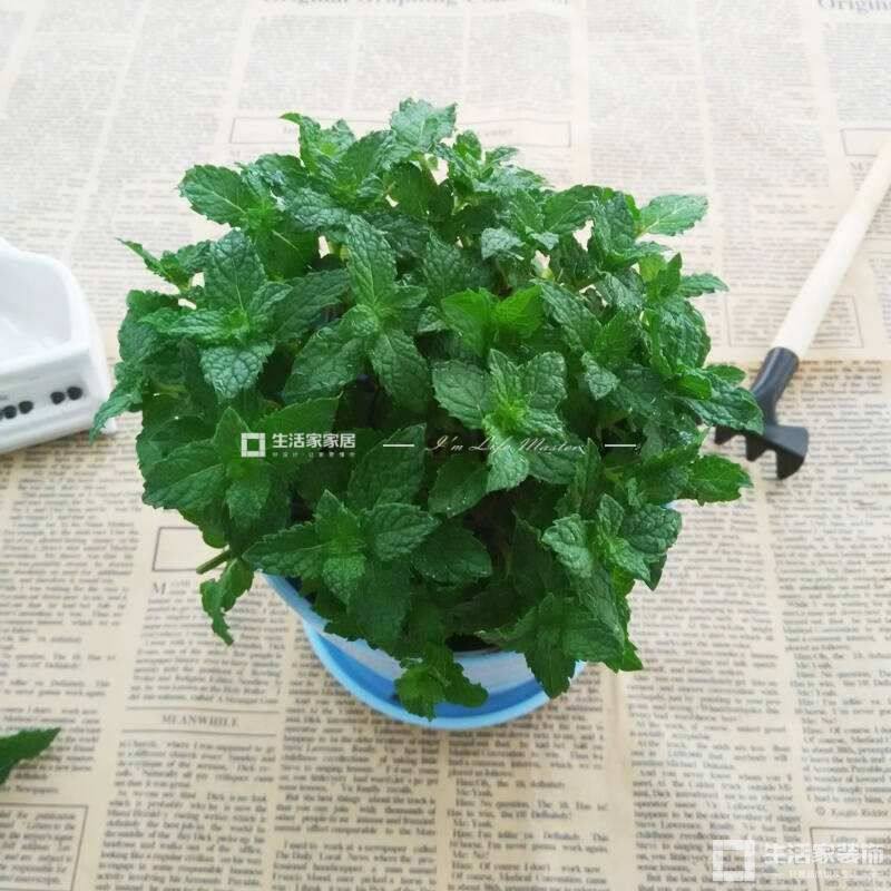 薄荷草