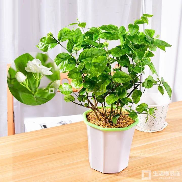 茉莉花