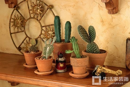 旺宅植物 仙人掌