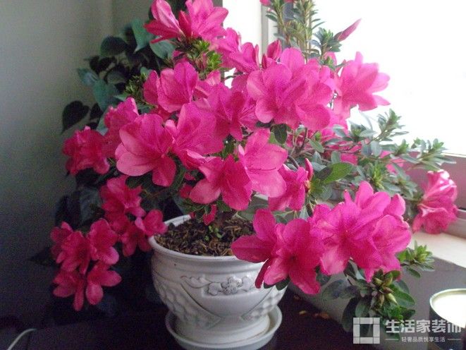 旺宅植物 杜鹃