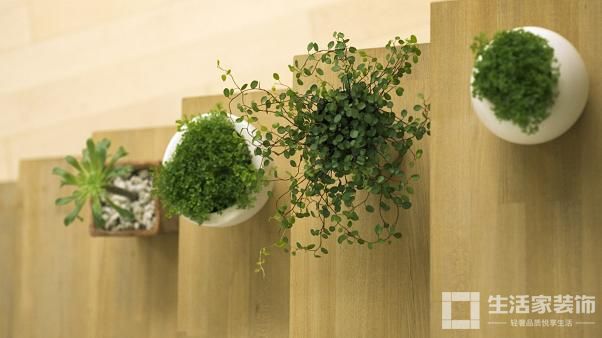 盆栽植物摆放禁忌3