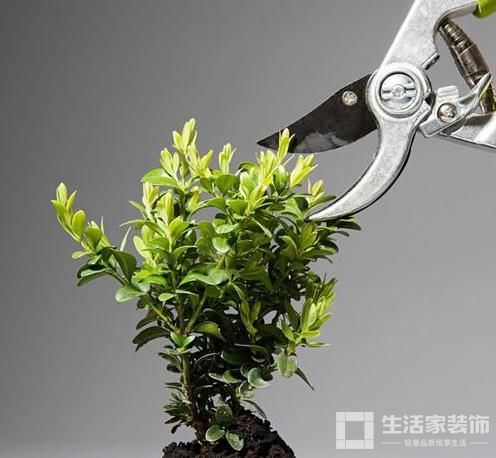 盆栽植物摆放禁忌5