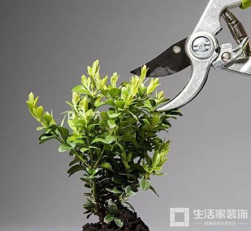 盆栽植物擺放禁忌5