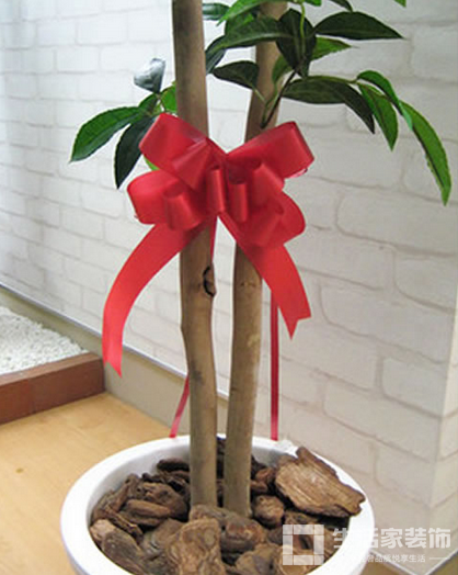 盆栽植物摆放禁忌6