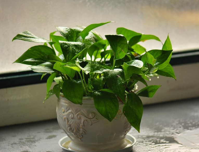 室内植物